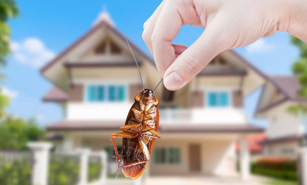 Hand holding Cockroach on house background, eliminate cockroach in house,Cockroaches as carriers of disease