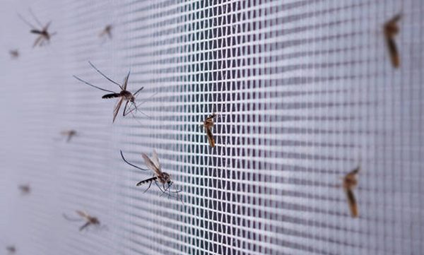 many mosquitoes on insect net wire screen close up on house window