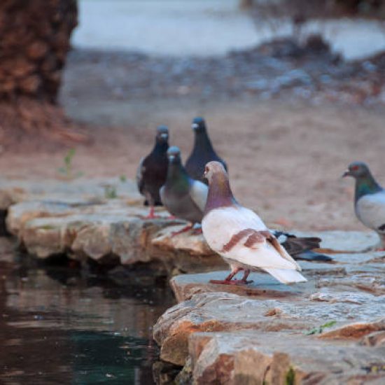 Pigeons by the pond. Beautiful city birds. Pigeons by the pond. Beautiful city birds.